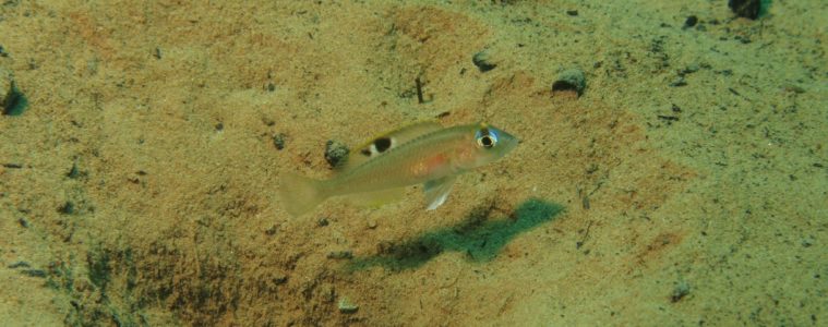 Lamprologus kungweensis w naturze © Adrian Indermaur